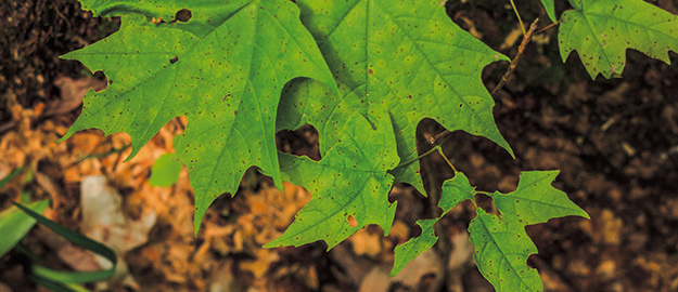 環境への取り組み