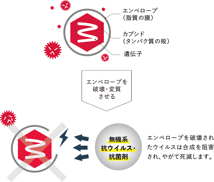 ウイルスA（エンベロープあり）