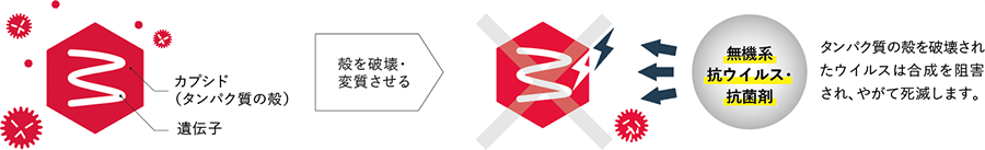 ウイルスB（エンベロープなし）